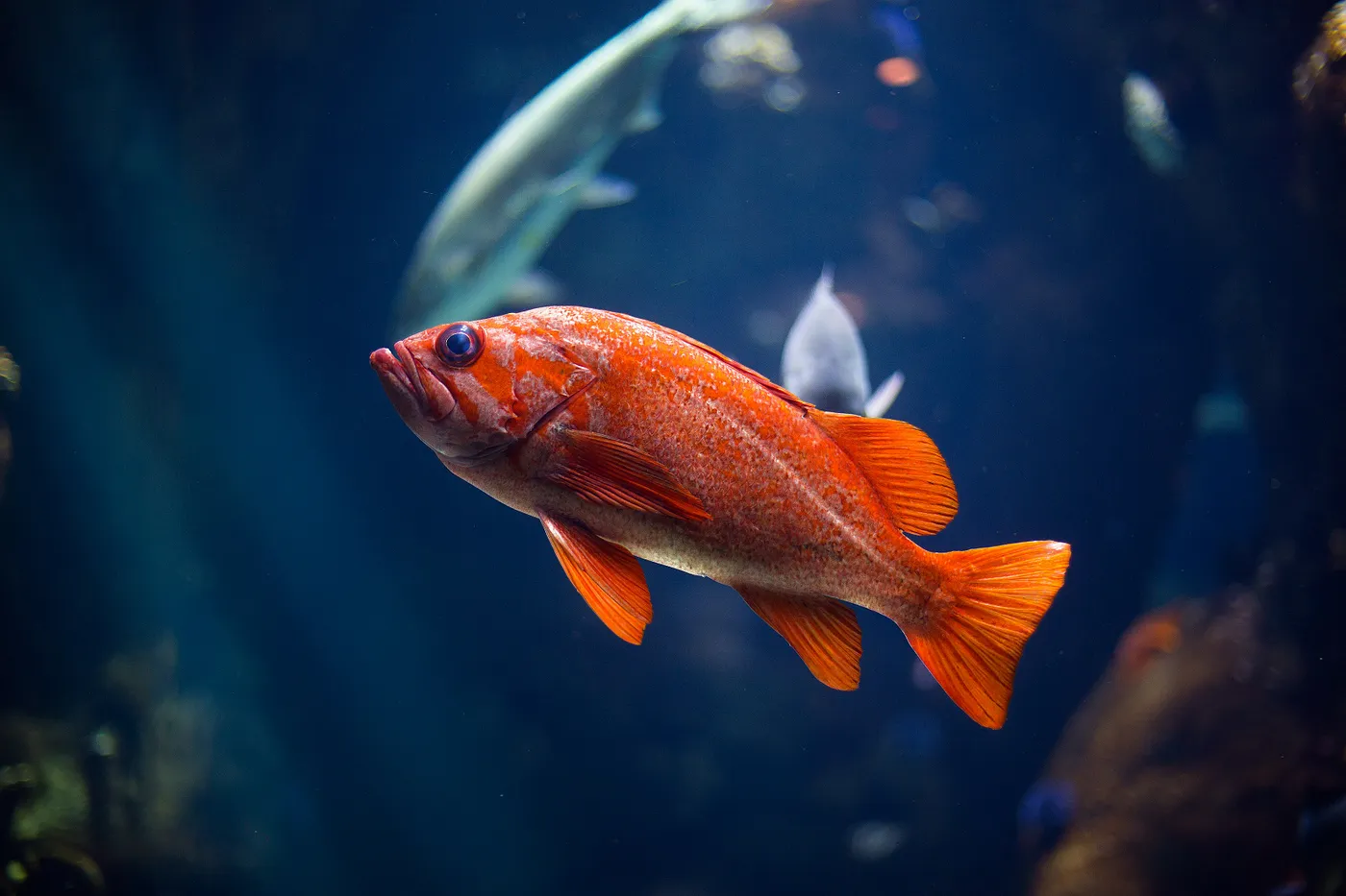 Fish Image